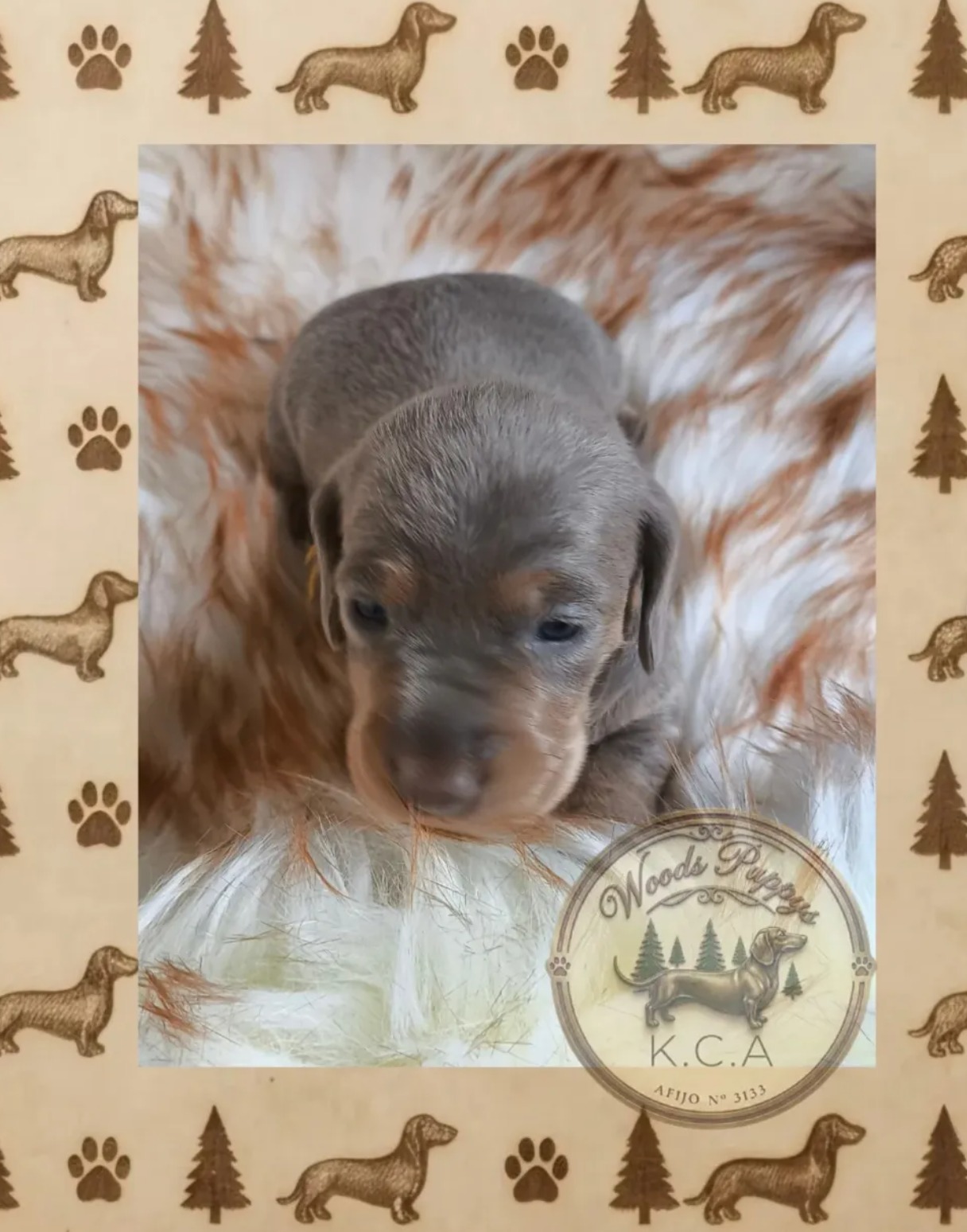 Clara · Hembra Isabella · Dachshund Mini · Woods Puppys